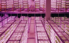 하루 30톤의 샐러드를 만드는 국내 최고의 스마트팜 업체, 팜에이트에 다녀왔다