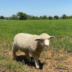 푸르른 초원 위 그림 같은 목장 5