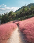가을에 가기 좋은 핑크 뮬리 뷰 카페 5