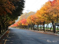 벚꽃길 대신 단풍길 드라이브 4