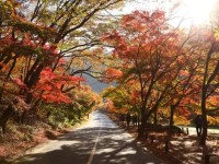 벚꽃길 대신 단풍길 드라이브 4