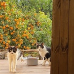 제주 귤밭 뷰 감성 독채 숙소 4