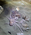 자급자족 해루질 할 수 있는 오토캠핑장 4