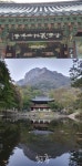 봄의 백양  장성 백양사(白羊寺)