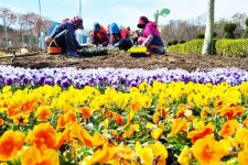 함평군 나비 찾아 떠나는 함평 여행...꽃단장