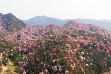 담양군, 첫 고비산 산 벚꽃축제
