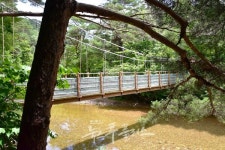 금강소나무 숲에서 맞는 시원한 여름