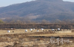 경기도북부야생동물구조관리센터, 구조된 천연기념물 독수리...치료 재활 후 자연 복귀
