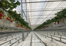 경북 딸기, 두바이 첫 수출로 중동시장 진출