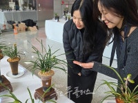 농협난우회, 봄맞이 한국춘란(春蘭)전시회 개최