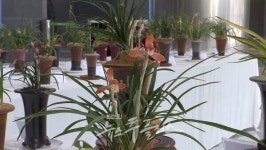 농협난우회, 봄맞이 한국춘란(春蘭)전시회 개최