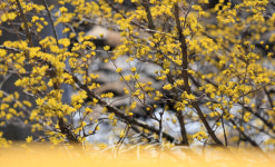 지리산 자락 봄의 전령사 구례 산수유꽃 축제 개막