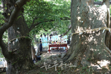 단오엔 영광이지! 오백년 전통의 법성포단오제 29일 개막