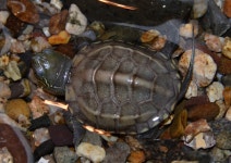 서식처 훼손·생태계교란종과의 경쟁으로 멸종위기에 남생이