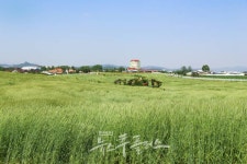 농협경제지주, 동계 사료작물 종자 추가 공급으로 축산농가 지원 강화