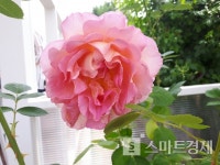[방문기] 그대 이름은 장미… "에버랜드에서 달콤한 연애의 맛 느껴보세요"