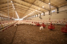 하림, 동물복지·무항생제 사육 확대 등 ESG경영 박차