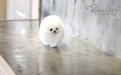 인천·일산·화성·강남 강아지분양·고양이분양 아담스펫, 포메라니안·비숑프리제·먼치킨·스코티쉬폴드 고객만족 1위 기념 파격 할인혜택