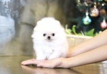 인천·일산·부천·안양·김포 강아지분양, 고양이분양 아담스펫, 전국 17개지점 포메라니안·비숑프리제·러시안블루·먼치킨 최대80... 