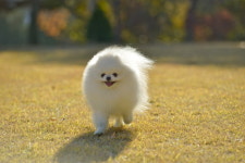 인천·일산·서울·강남·대전 강아지분양 & 고양이분양 “아담스펫”, 천안점 신규 오픈기념 말티즈·포메라니안·스핑크스·먼치킨 최대 80... 