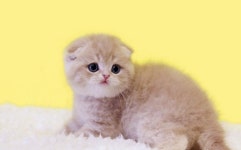 고양이 입양 후 케어까지, 국내 고양이 1위 분양샵 ‘나비캣’ 광명, 일산, 분당 전국 가맹점에서 품종묘 볼 수 있어