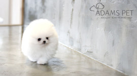 인천·부천·일산·안양 강아지분양 & 고양이분양 아담스펫, 인기견종 최대 80% 할인분양중