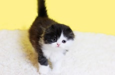 인천, 강남, 수원, 부산 고양이분양 나비캣, 스코티쉬폴드·먼치킨 다양한 품종 최대 300마리 보유중