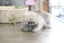 인천강아지분양 & 고양이분양 아담스펫, 말티즈, 포메라니안, 스코티쉬폴드, 러시안블루 등 최대 80% 분양할인