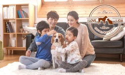 긴급 고양이, 강아지파양, 안락사 없는 요양보호소 `아이조아` 각광