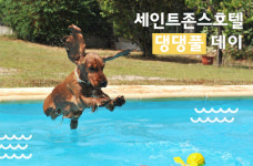 “무더운 여름을 보낸 반려견에게 시원한 휴가를 선물하세요!”세인트존스호텔, 반려견을 위한 ‘댕댕풀 데이’ 진행