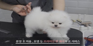 국내 대규모 강아지분양샵 펫갤러리아·펫제이, 퀄리티 높은 포메라니안 및 비숑프리제 분양이 가능해