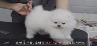 강아지분양샵 김포 펫갤러리아·강남 펫제이, 상위 1% 우수한 혈통의 미니 비숑프리제 분양 중