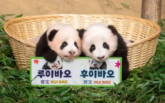 푸바오 쌍둥이 동생들 이름은?