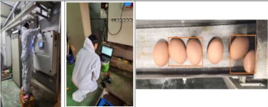 영상으로 알 적게 낳는 닭 선별한다