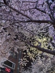 [포토뉴스] 서울의 5대 벚꽃명소 중 하나, 합정역 5번 출구 홍대솔내길