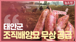 [오늘의 정보] 태안군, 고구마 조직배양묘 무상 공급
