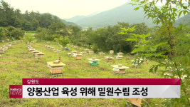 강원도 양봉산업 육성, 밀원수림 조성