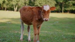 [헬로 숏츠 뉴스] 치솟는 한우 사료값에 국민청원까지