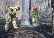 산불 2~4월 집중…부주의가 최고