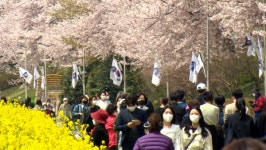 올해 부산 봄꽃 축제는?…이번달 말부터 시작