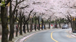 경주벚꽃축제 4년 만에 개막...대릉원 돌담길 일대