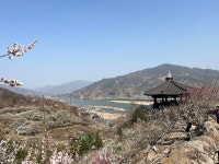 [오늘의 사진]광양 매화축제 개막…현장 이모저모