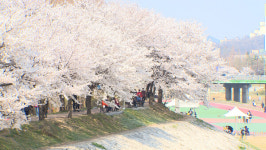 의정부 벚꽃 구경하며 쉬세요