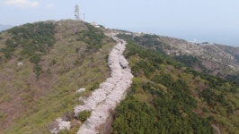 [챗GPT 추천] 마지막 부산 벚꽃 명소 어디?