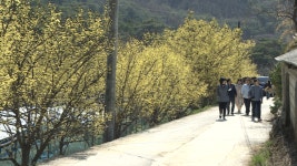 [헬로숏츠뉴스]벚꽃 말고 노랗게 물든 산수유꽃 인생사진 어떠세요?