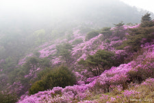 [오늘의 사진]  강화 고려산 진분홍빛 진달래 물결