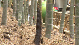 지금이 제철, 거제 맹종죽순 수확 한창