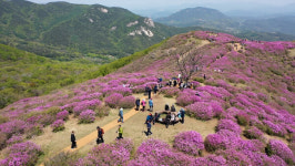 합천 황매산 철쭉제 25만 명 찾아왔다