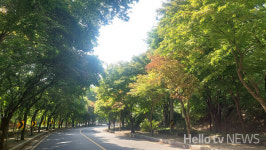 [오늘의 사진] 대구의 6월에 가볼만한 명품 가로수길