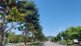 녹색 휴식 즐겨요…대구시가 뽑은 명품 가로수길은 어디?